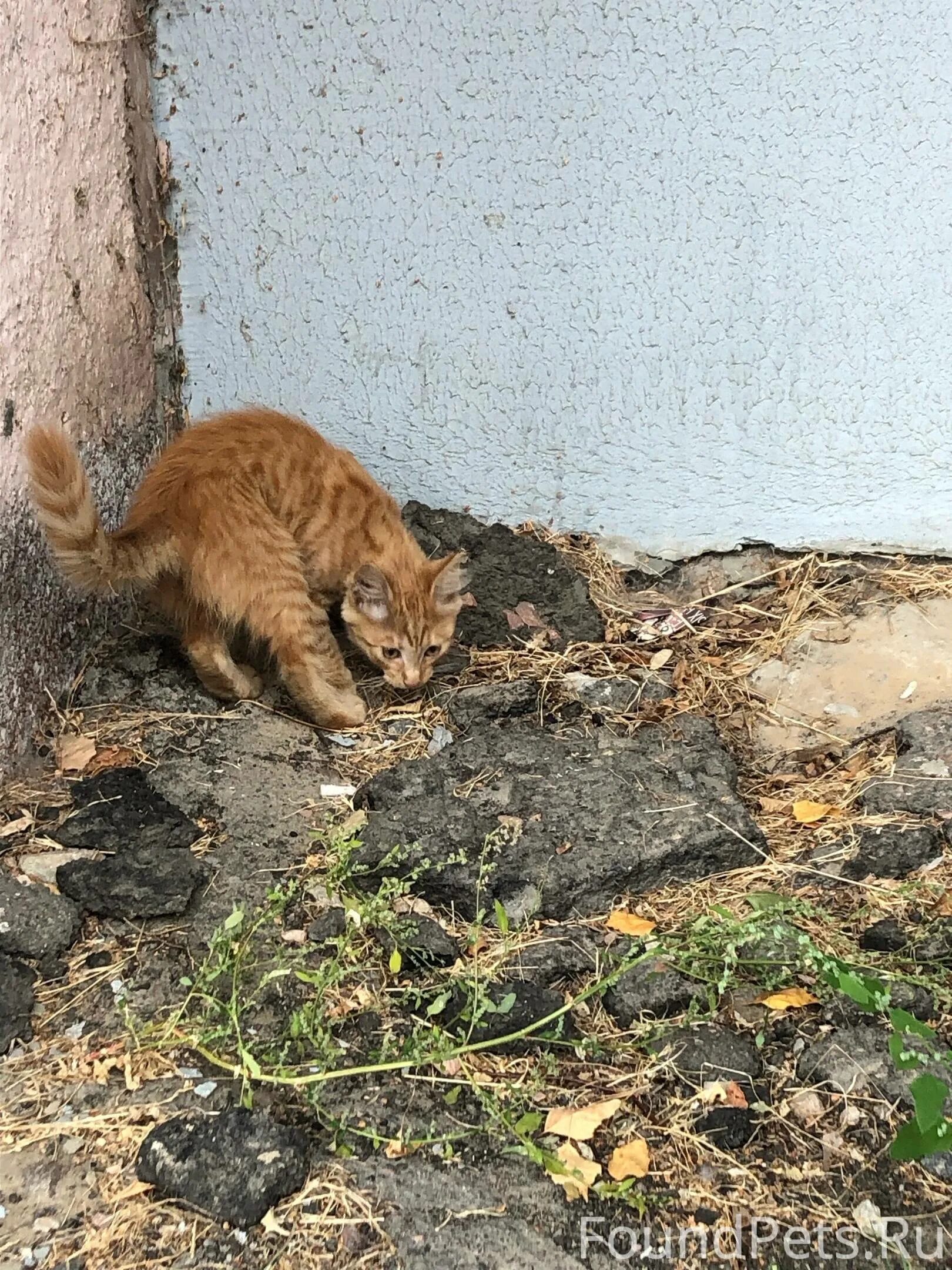 Не заметив котенка. Бездомные кошки. Бездомный рыжий котенок. Котенок на улице. Котята выброшенные на улицу.