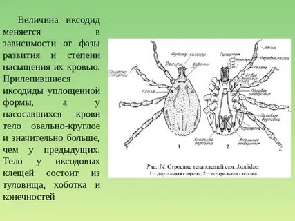Особенности строения клещей