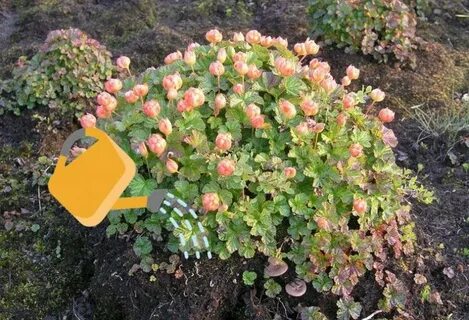 Семена морошки