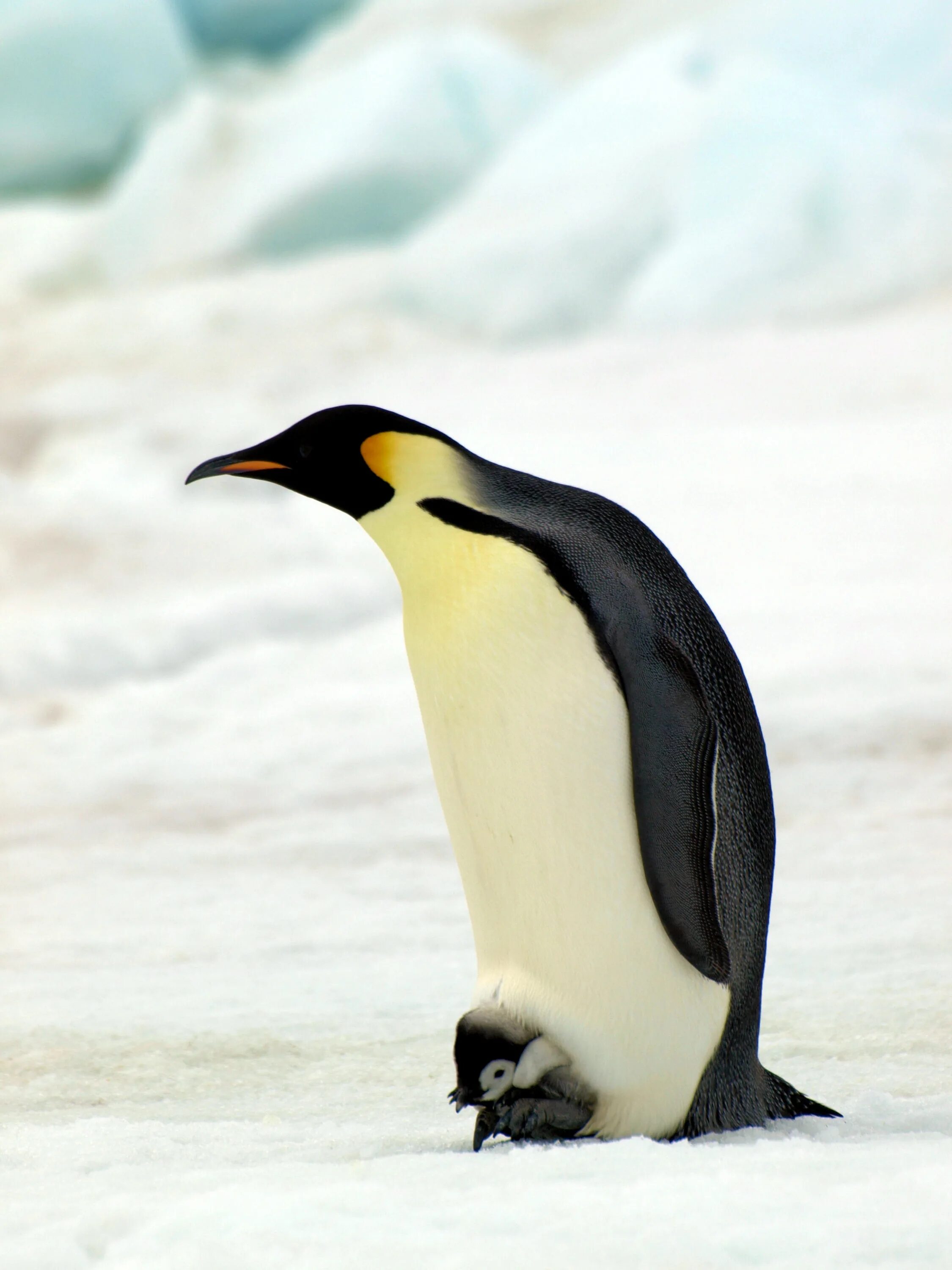 Emperor penguin. Императорский Пингвин в Антарктиде. Имперский Пингвин. Императорские Пингвинята. Пингвины в Антарктиде.