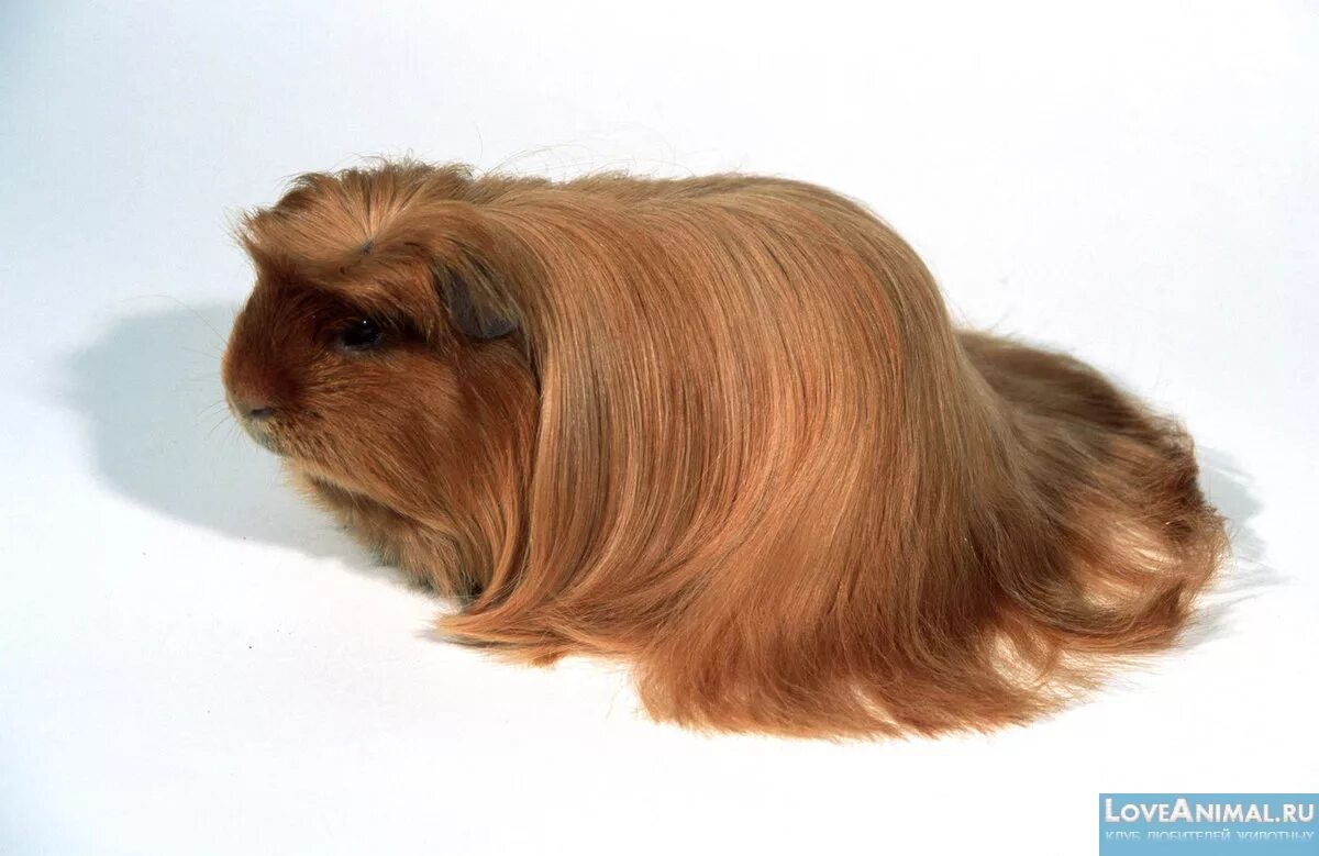 морская свинка длинношерстная. морская свинка ангорская длинношерстная. морская свинка белая длинношерстная. морская свинка ангорская длинношерстная. морская свинка породы шелти.