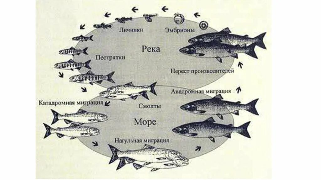 Жизненный цикл лососевых рыб. Цикл развития лососевой рыбы. Атлантический лосось размножение. Миграция рыб схема.