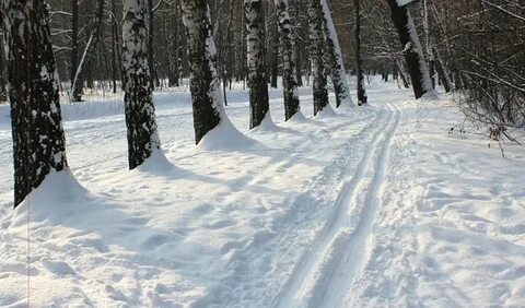 Лыжная трасса сокольники