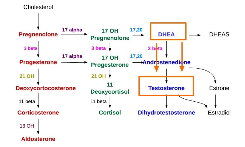 Схема метаболизма тестостерона. DHEA схема метаболизма. Схема Синтез андрогенов гормонов. Синтез половых гормонов у женщин. Дгэа в слюне