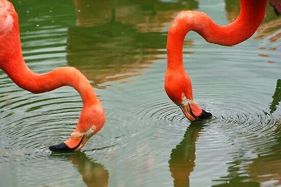 Фламинго могут жить в горячей и щелочной. Фильтр с фламинго. flamingo shrimp. zooba фламинго.