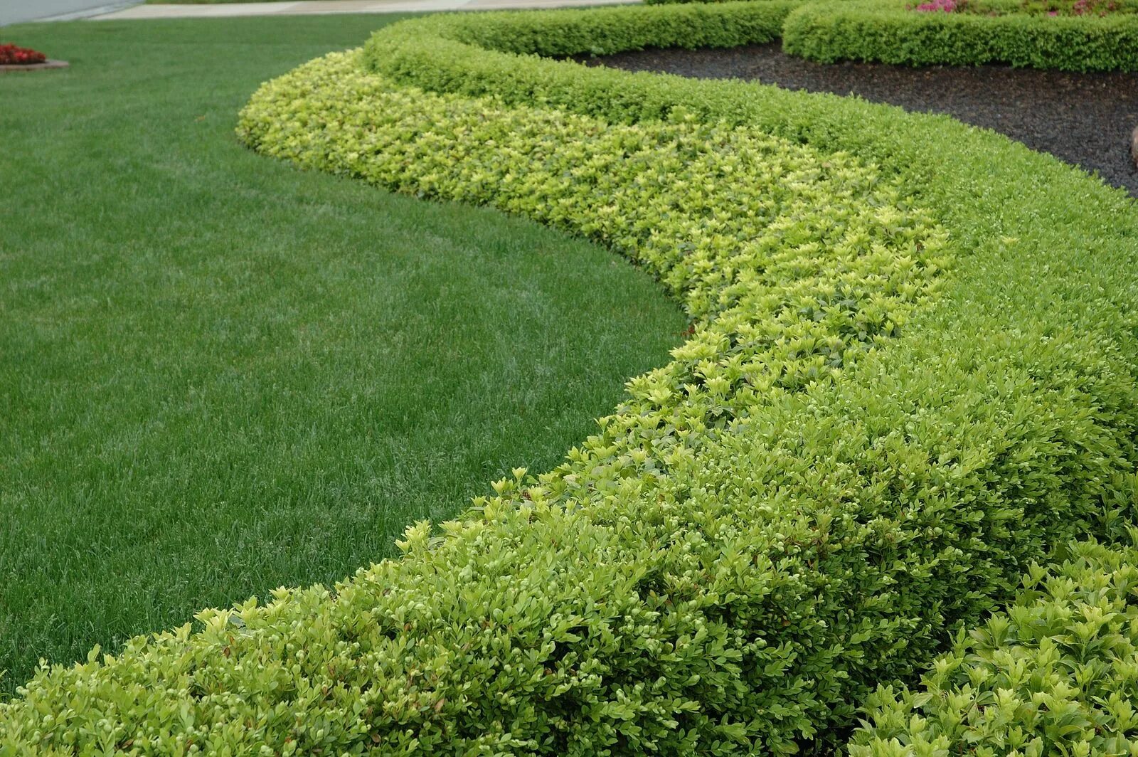 Плотный живой. Спирея самшит. Пахизандра верхушечная Green Carpet. Спирея японская Живая изгородь. Спирея японская фитопластика.