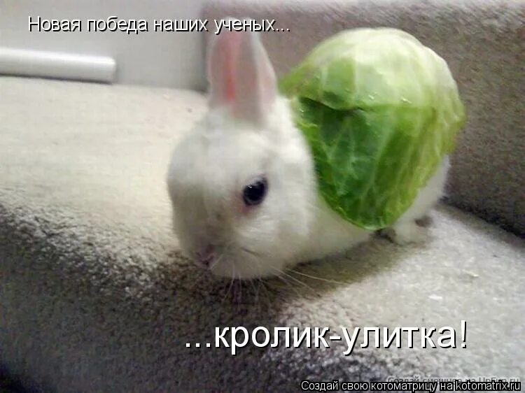 Улитка заяц. Кролик ест капусту. Зайчик с капустой. Кролик с капустой. Заяц ест капусту.