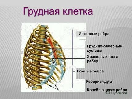Соединение ii vii ребер с грудиной