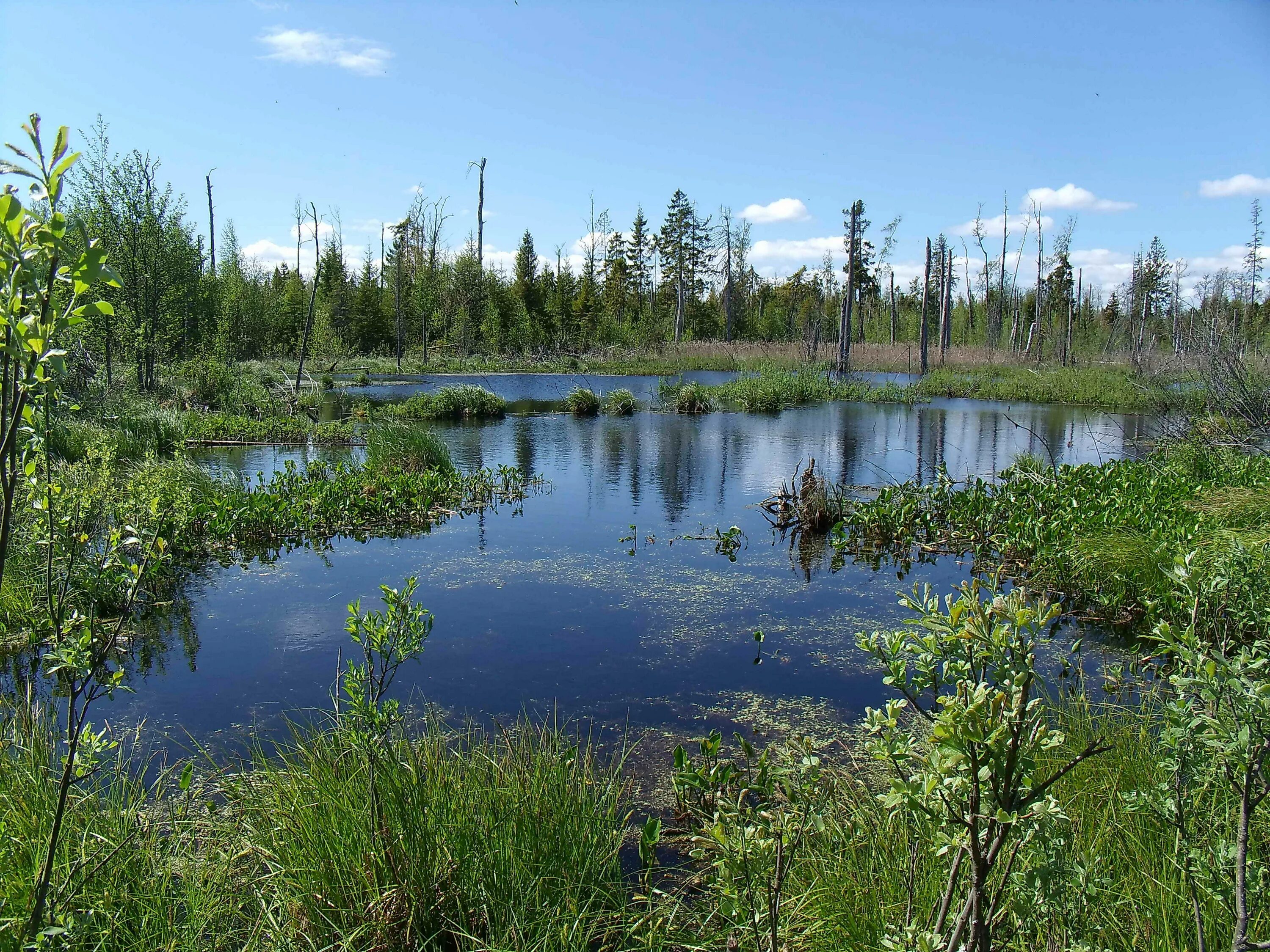 населенный пункт болота. тахтинское болото. населенный пункт болота. болото моховое белгородская область. тарманское болото тюмень.