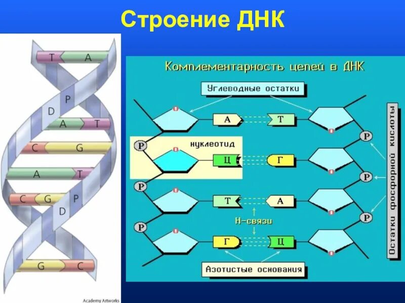 Строение двухцепочечной молекулы ДНК. Модель строения молекулы ДНК. Нарисуйте схему строения ДНК. Структура молекулы ДНК схема. Достройте молекулу днк