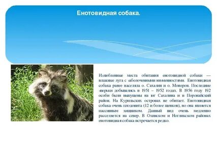 Среда обитания собаки