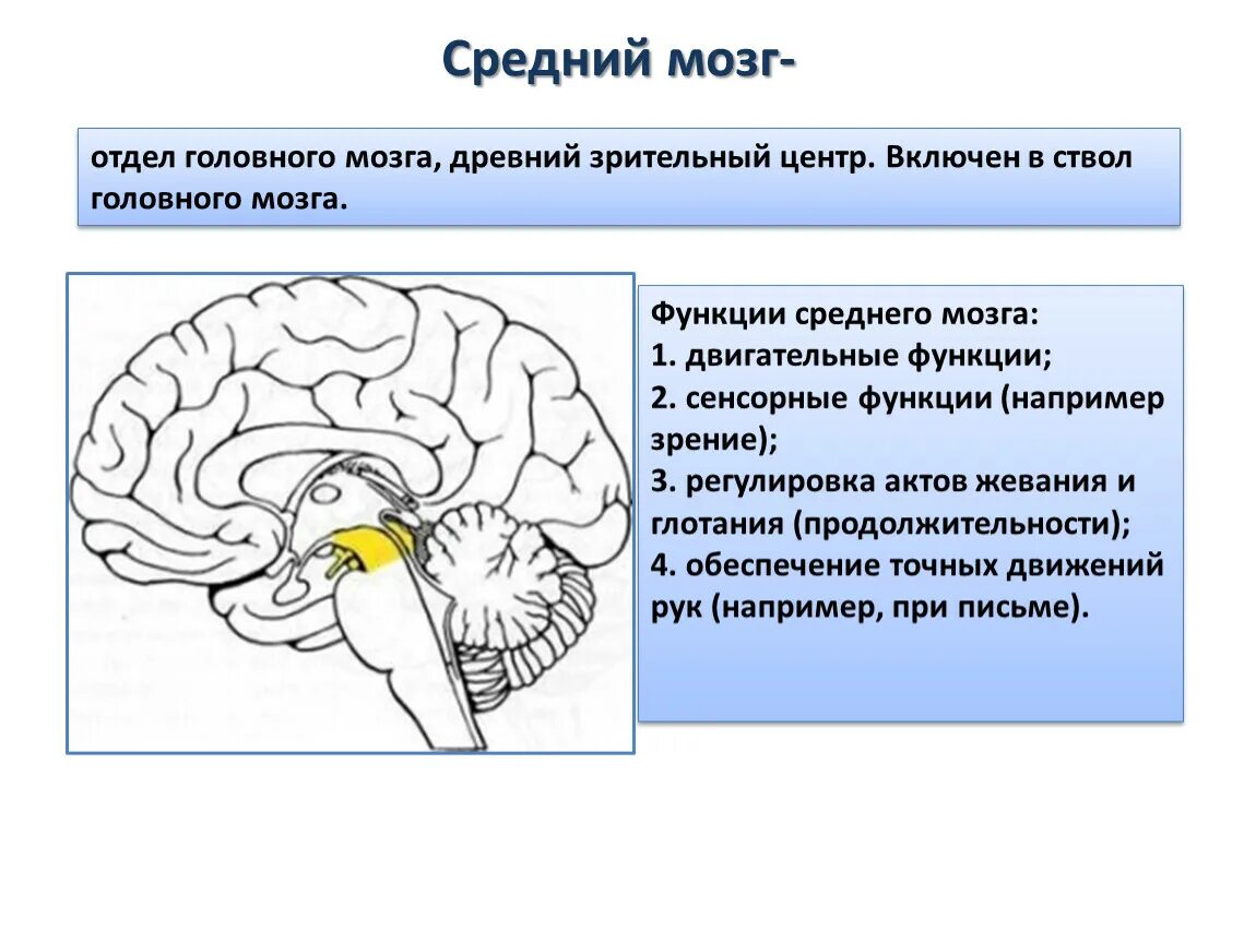 Основные центры среднего мозга. Нервные центры среднего мозга. Центры и функции среднего мозга. ЦНС средний мозг функции. Каковы основные функции мозга