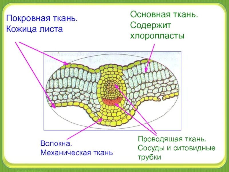 Целое основная ткань часть