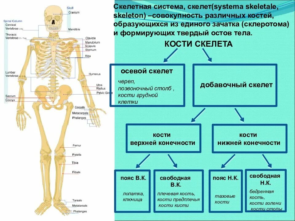 Какие вещества составляют кости. Классификация костей по строению и отделам. Система костей и их соединений скелет человека. Общее строение скелета человека отделы скелета. Кости добавочного скелета таблица.