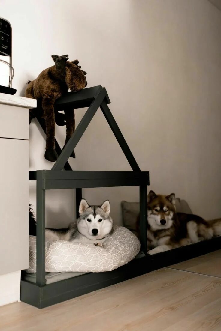 Отель для животных. Комната для животных. Лежанка для хаски. Комната для собак. Pets room