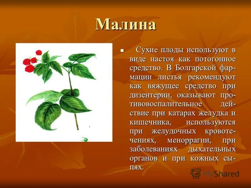 фармация листьев