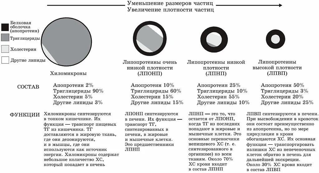 Уменьшение размера частиц. Липопротеиды очень низкой плотности синтезируются. Липопротеины очень низкой плотности функции. Состав липопротеинов низкой плотности. ЛПОНП И плотные частицы ЛПНП.