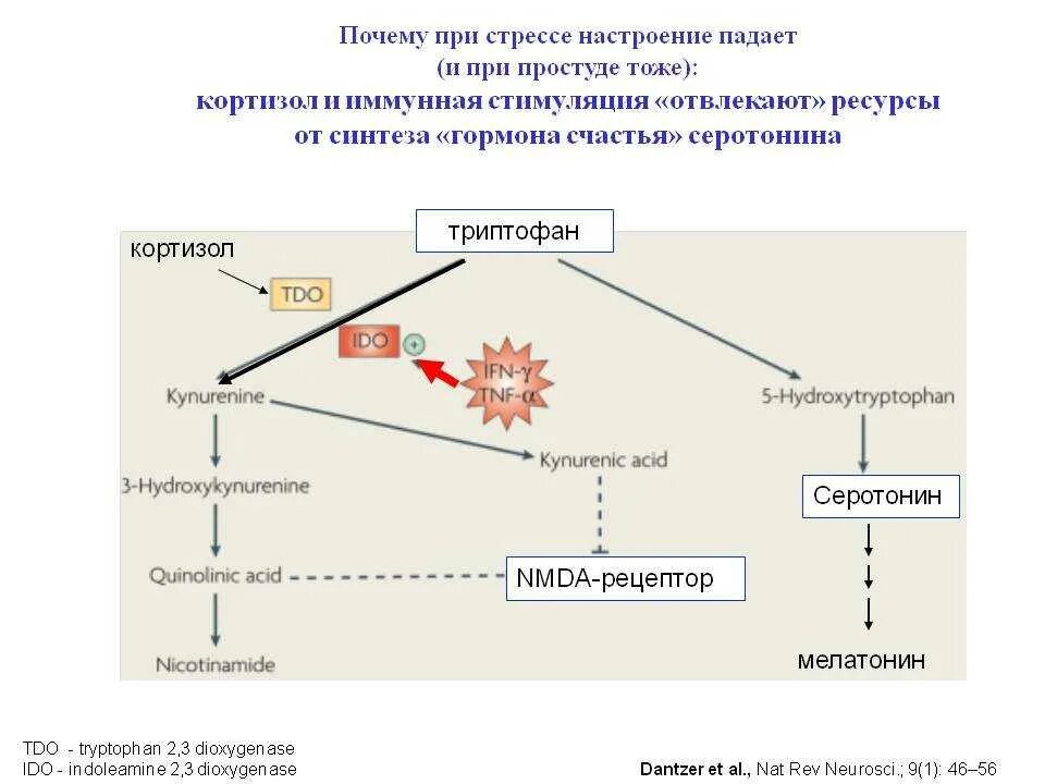 Депрессия какой гормон. Схема выработки кортизола. Гормоны при стрессе. Влияние кортизола на гормоны. Стресс кортизол.