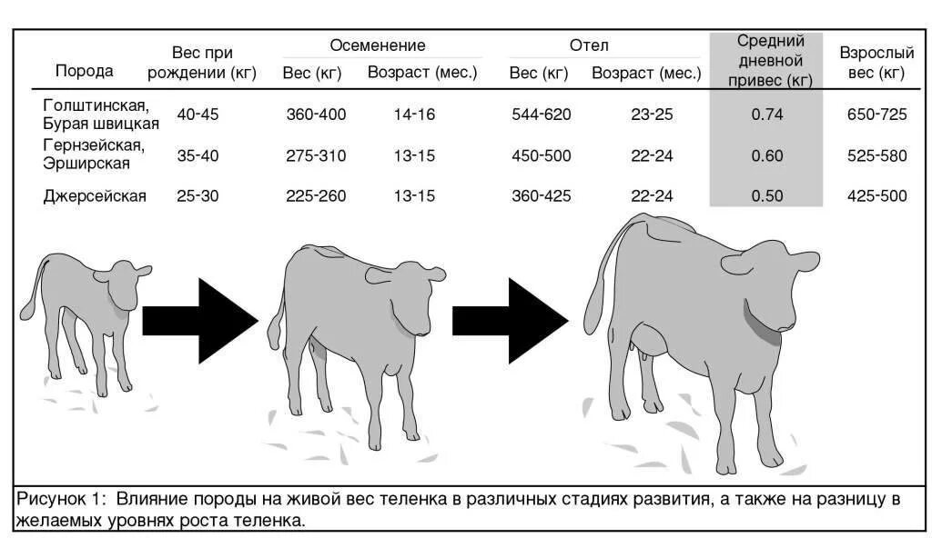 Сколько живут коровы в домашних