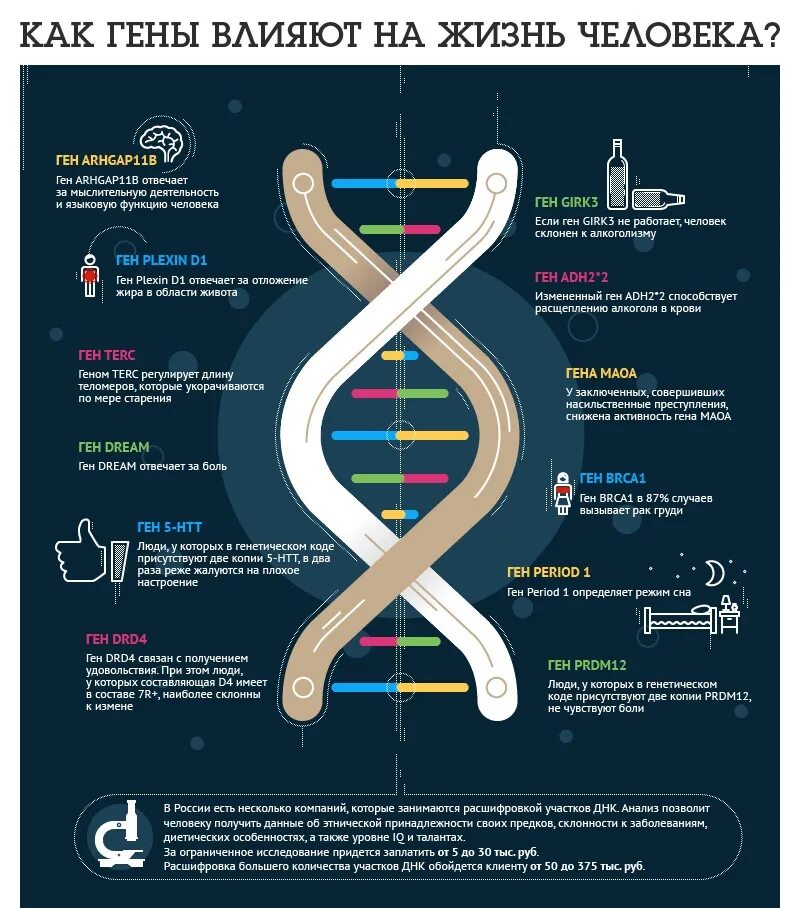 Одно из составляющих днк. ДНК инфографика. Интересная инфографика. Генетика инфографика. Гены инфографика.