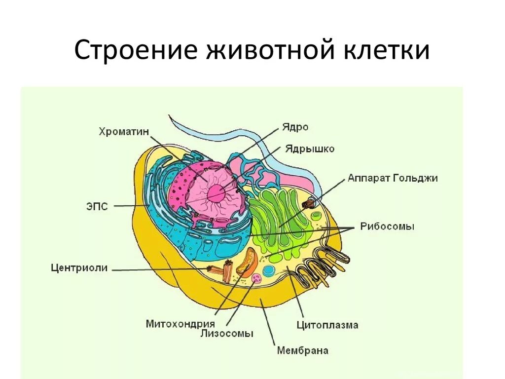 Клетка живого схема. Строение клетки человека рисунок. Строение живой клетки. Строение животной клетки рисунок с подписями. Схема строения клетки животных.