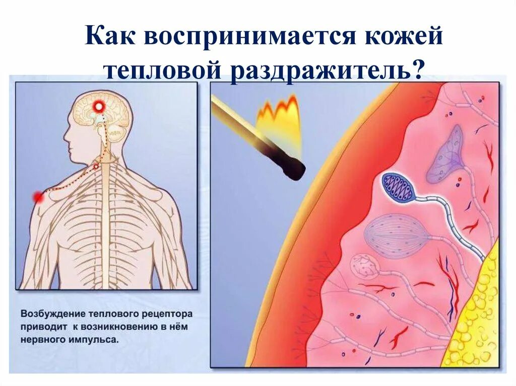 Температурные рецепторы кожи. Температурная чувствительность кожи. Как воспринимается кожей тепловой раздражитель. Кожные рецепторы человека.