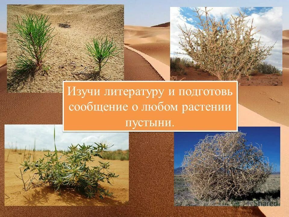 растительный мир пустыни 4 класс окружающий мир