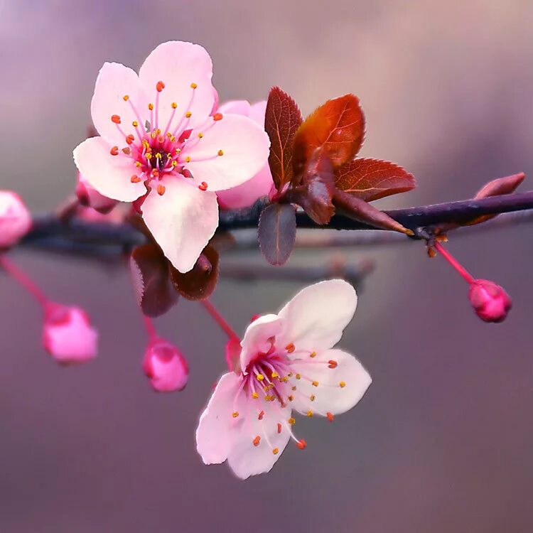 Cherry blossom купить. Черри блоссом цветок. Сакура черри блоссом. Вишня черри блоссом. Цветение Сакуры.