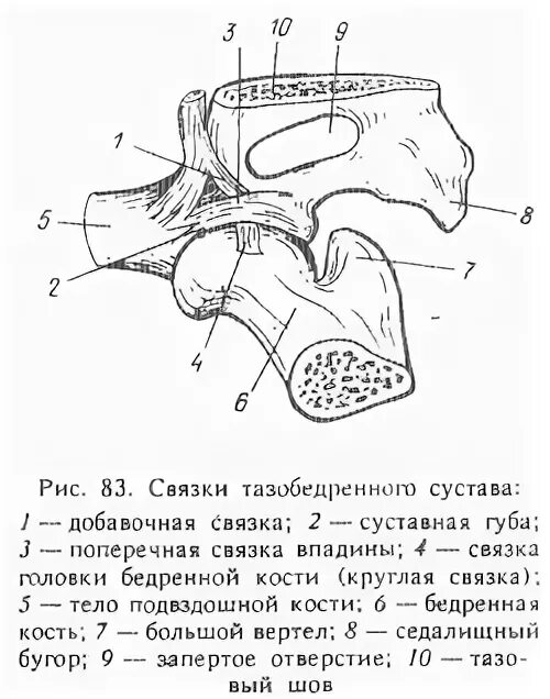 Костный сегмент. Костный сегмент