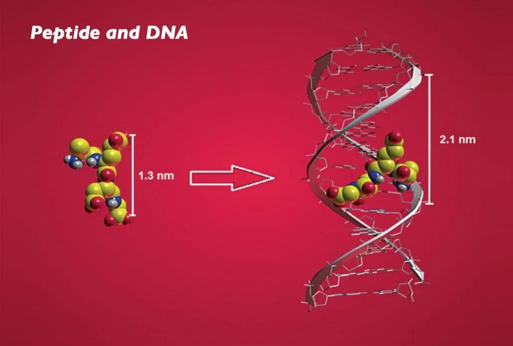 Молекулы пептиды. Пептидная молекула. ДНК пептид. Пептиды изображения.