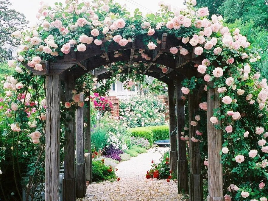 Плетистые розы Берсо. Пергола арка увитая растениями. Пергола увитая зеленью. В сад роз 38