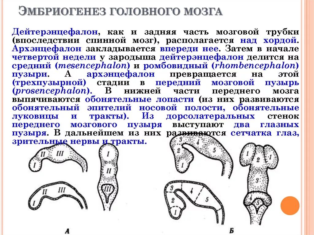 Основные этапы развития головного мозга в эмбриогенезе позвоночных.. Эмбриогенез головного мозга человека. Источники эмбрионального развития головного мозга. Формирование мозга в эмбриогенезе.