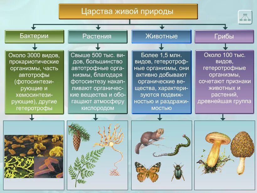 Таблица царств в биологии