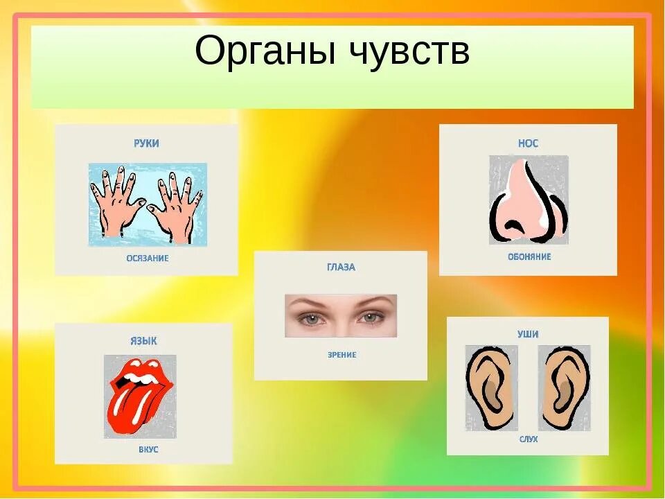Предложение с словом обоняние и осязание. Предложение с словом обоняние и осязание. Обоняние осязание. Орган зрения, обоняния и вкуса. Органы осязания у человека.