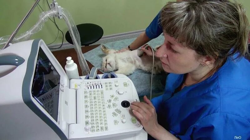 ветеринарная клиника прокопьевск феликс. ветеринарная прокопьевск. зоодоктор ветклиника. ветеринарка прокопьевск. медицинский центр прокопьевск инвитро.