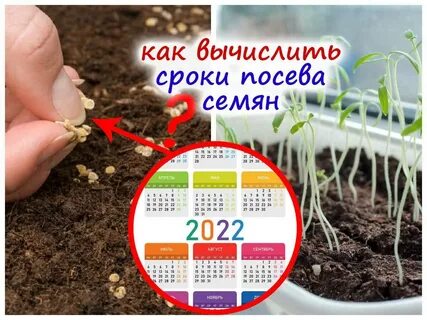 Секреты выращивания арбузов: выбираем сорт для получения ягод весом 20-35 кг