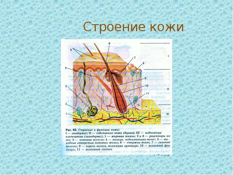 Строение кожи 8 класс биология тест. Строение кожи. Схема строения кожи. Строение кожи лица. Строение кожи рисунок.