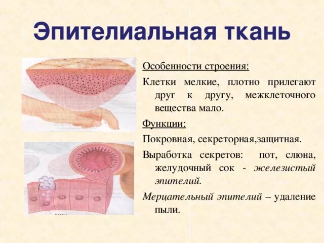 Какие функции выполняет эпителиальная ткань человека. Эпителиальная ткань строение и функции. Строение ткани эпителиальной ткани. Особенности строения и свойства эпителиальной ткани. Строение эпителиальной ткани анатомия.