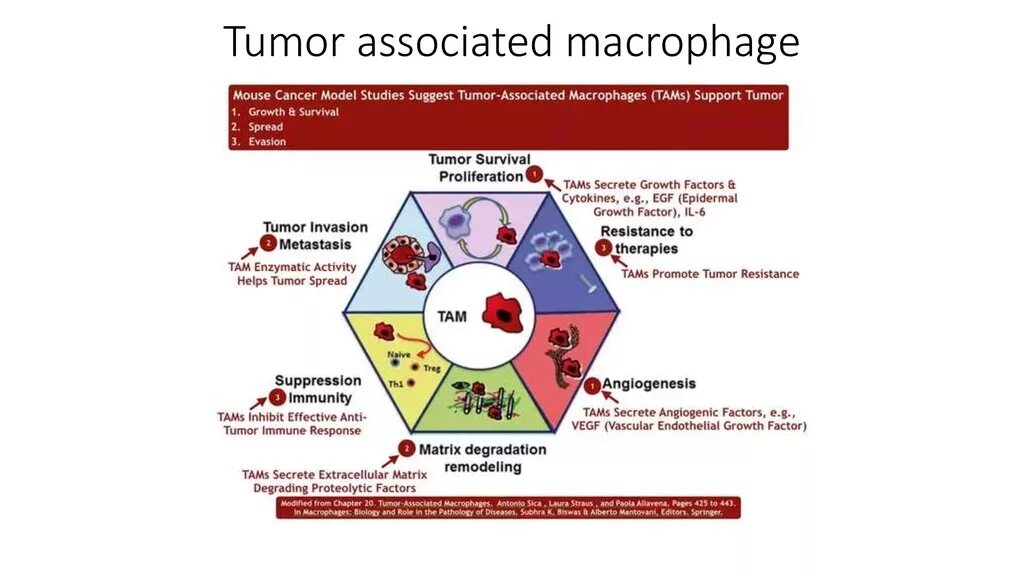 Tumor Immunity. Matrix Factorization. What is Matrix Factors. Associated types