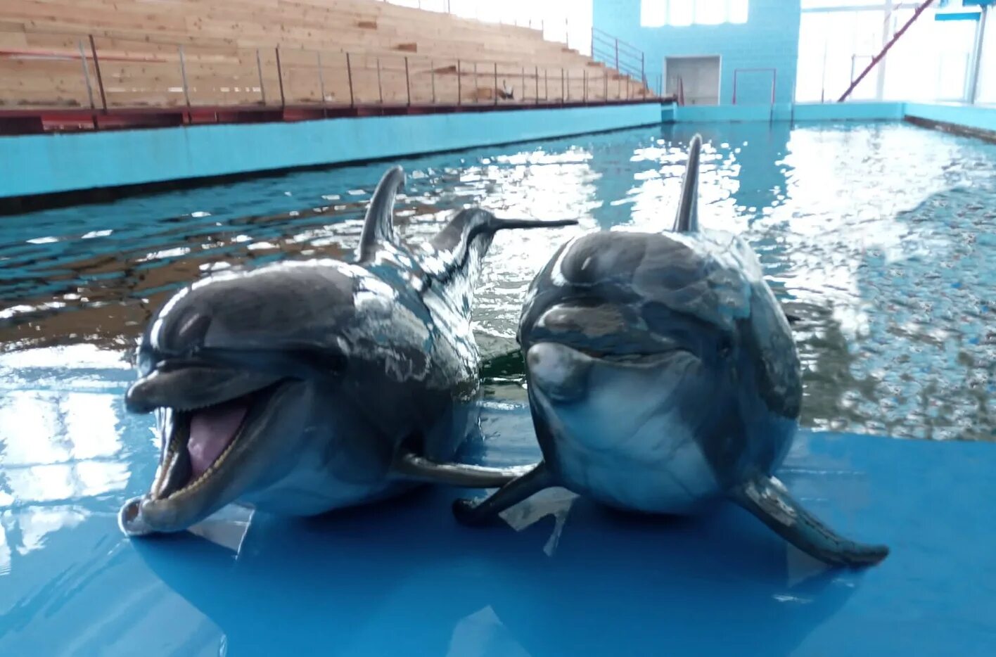 Дельфинарий 1 сочи. Карадагский дельфинарий. Батумский дельфинарий. Туапсе дельфинарий океанариум.