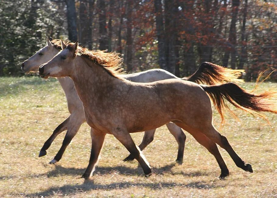 Two horse. Тавдинская лошадь. Buckskin Roan. Тавдинская порода лошадей. Лошадь бежит.