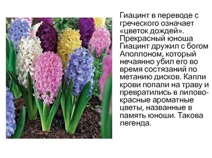 Гиацинт читать