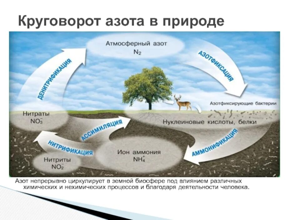 Техногенный круговорот азота. Цикл круговорота азота в природе. 9. Круговорот азота.. Фазы круговорота азота. Фф круговорот