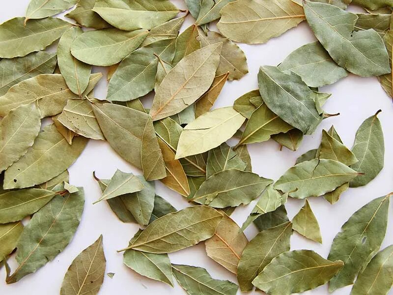 Лавровый лист. Лавровый лист пачка. Лавровый лист. Чем полезен лавровый лист. Лавровый лист сколько.