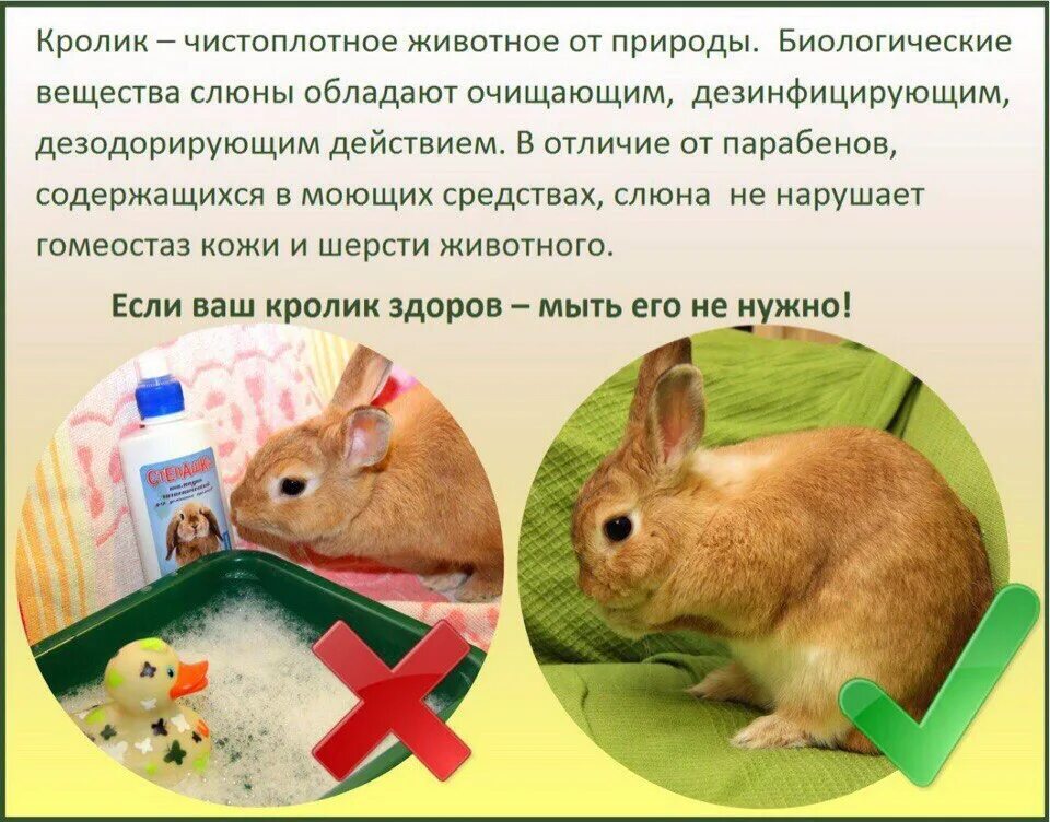 Можно ли мыть кролика декоративного. Чистоплотное домашнее животное. Кролики чистоплотные.