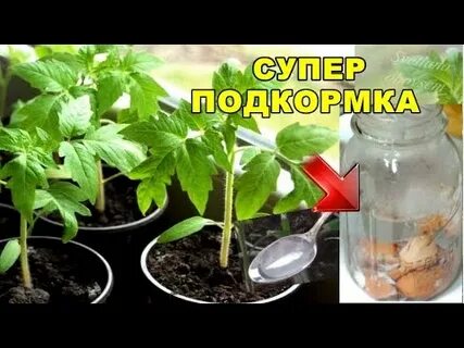 Подкормка рассады помидор яичной скорлупой