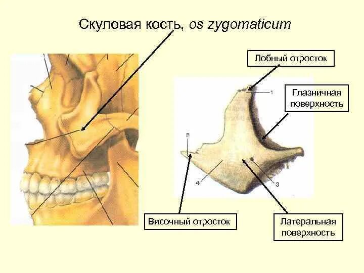 Анатомия скуловой кости