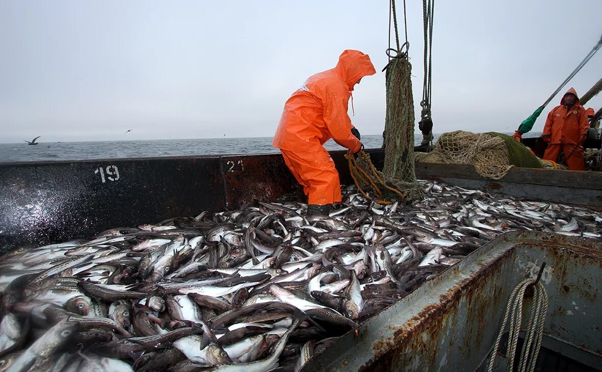 Запрет вылова рыбы англии. Охотское море рыболовство. Рыбная компания Охотское море. Добыча рыбы. Промысел минтая.