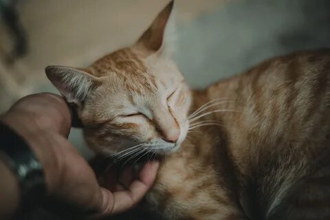 Почему кошка мурлычет и топчет