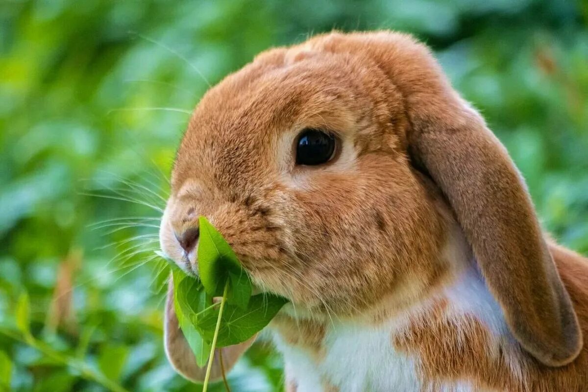 Кролик картинка. Кролик. Самые красивые кролики. Морда кролика. Рыжий заяц.